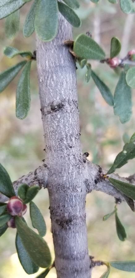 Ceanothus cuneatus bark