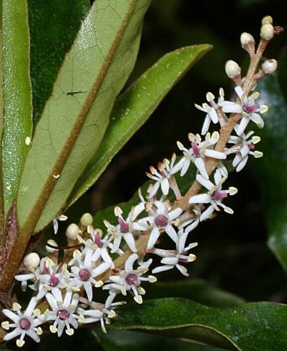 Quintinia serrata — houseplant care guide