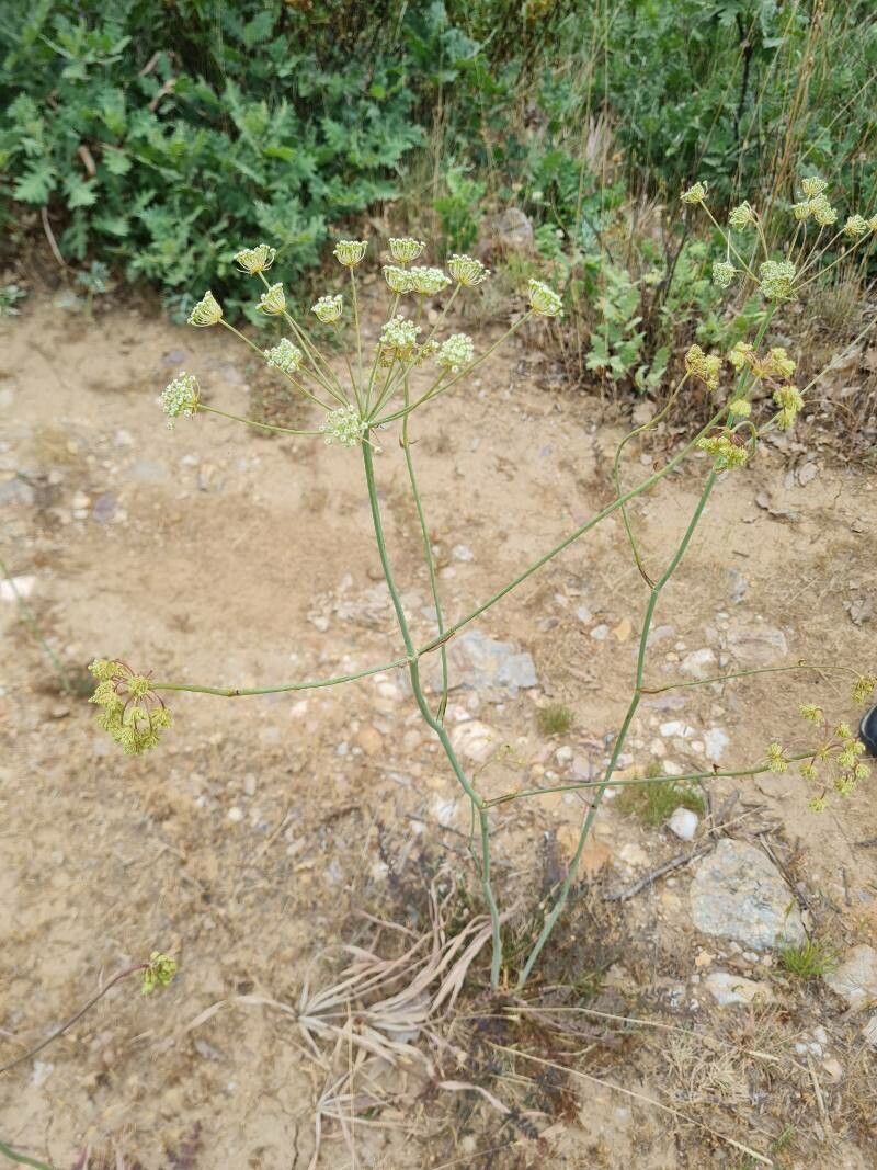 Margotia gummifera habit