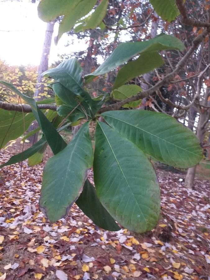 Magnolia officinalis leaf