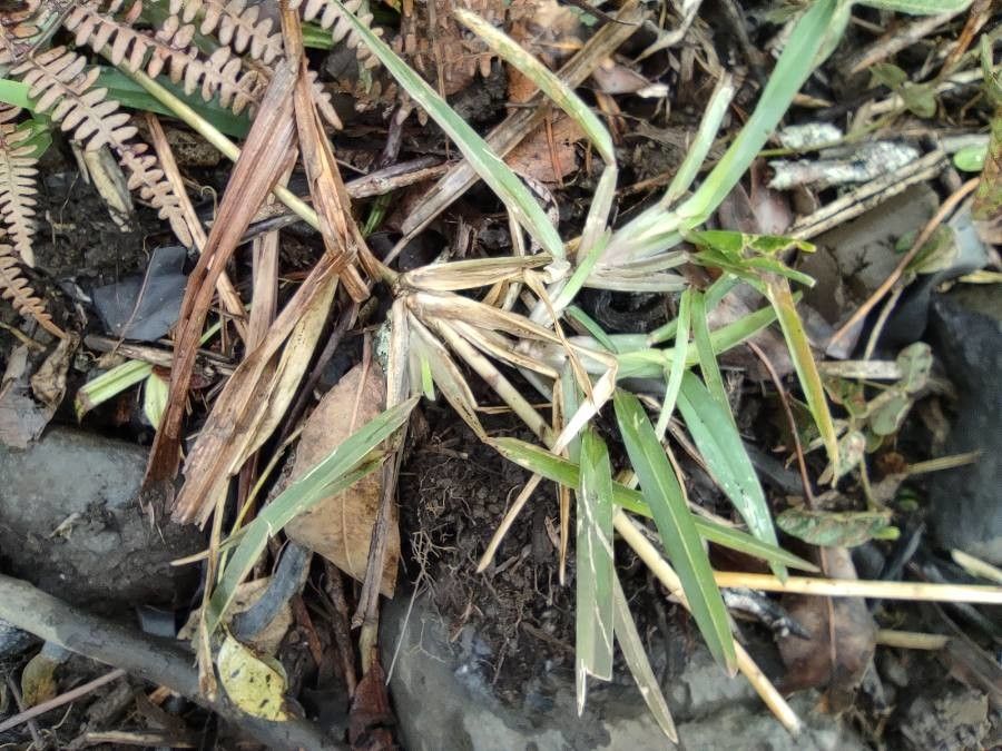 Stenotaphrum dimidiatum