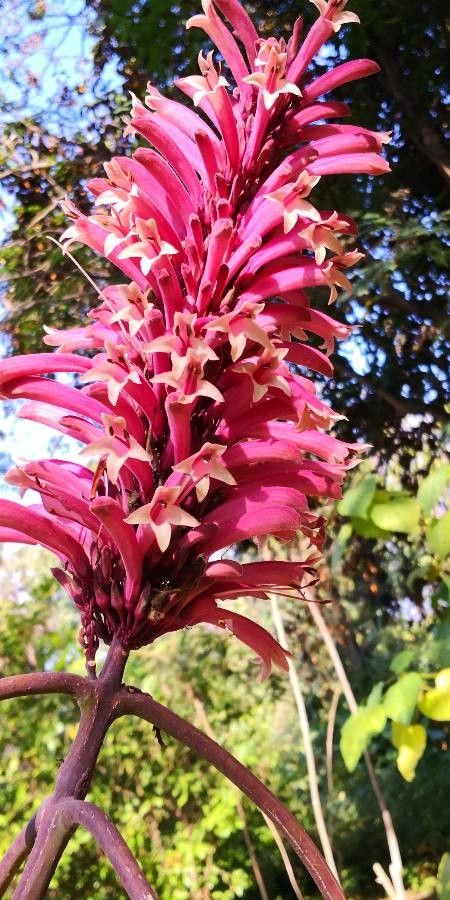 Phlogacanthus curviflorus flower