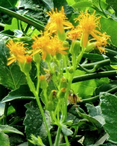 Pseudogynoxys cordifolia — related species from the same genus