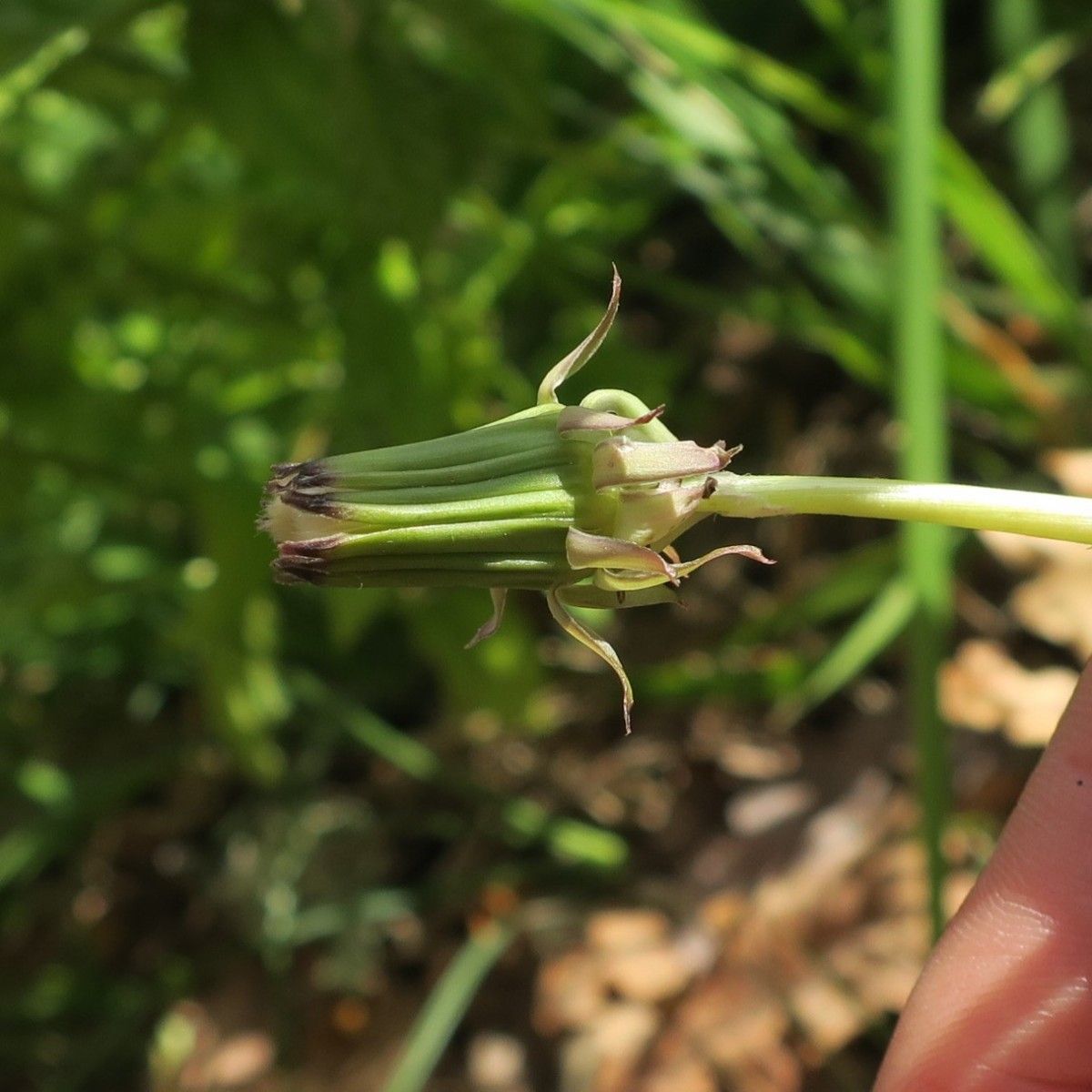 Taraxacum perincisum flower