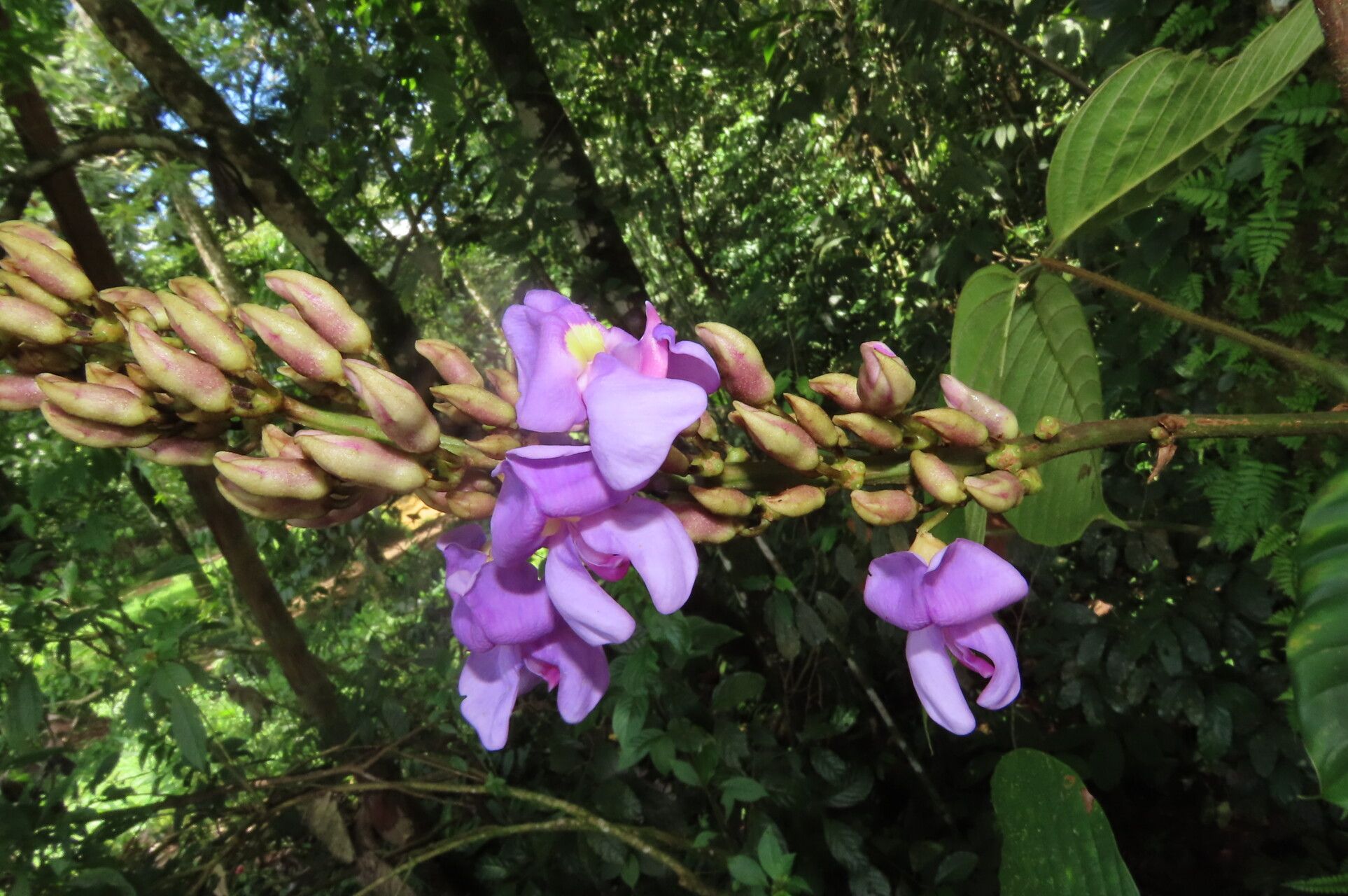 Dioclea malacocarpa flower