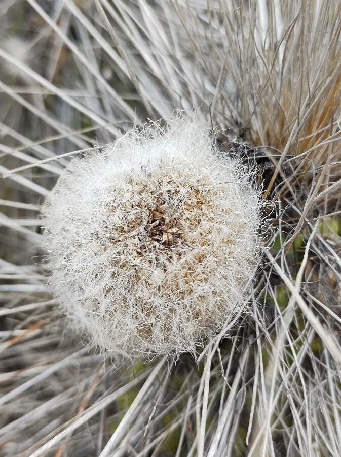 Eulychnia breviflora fruit