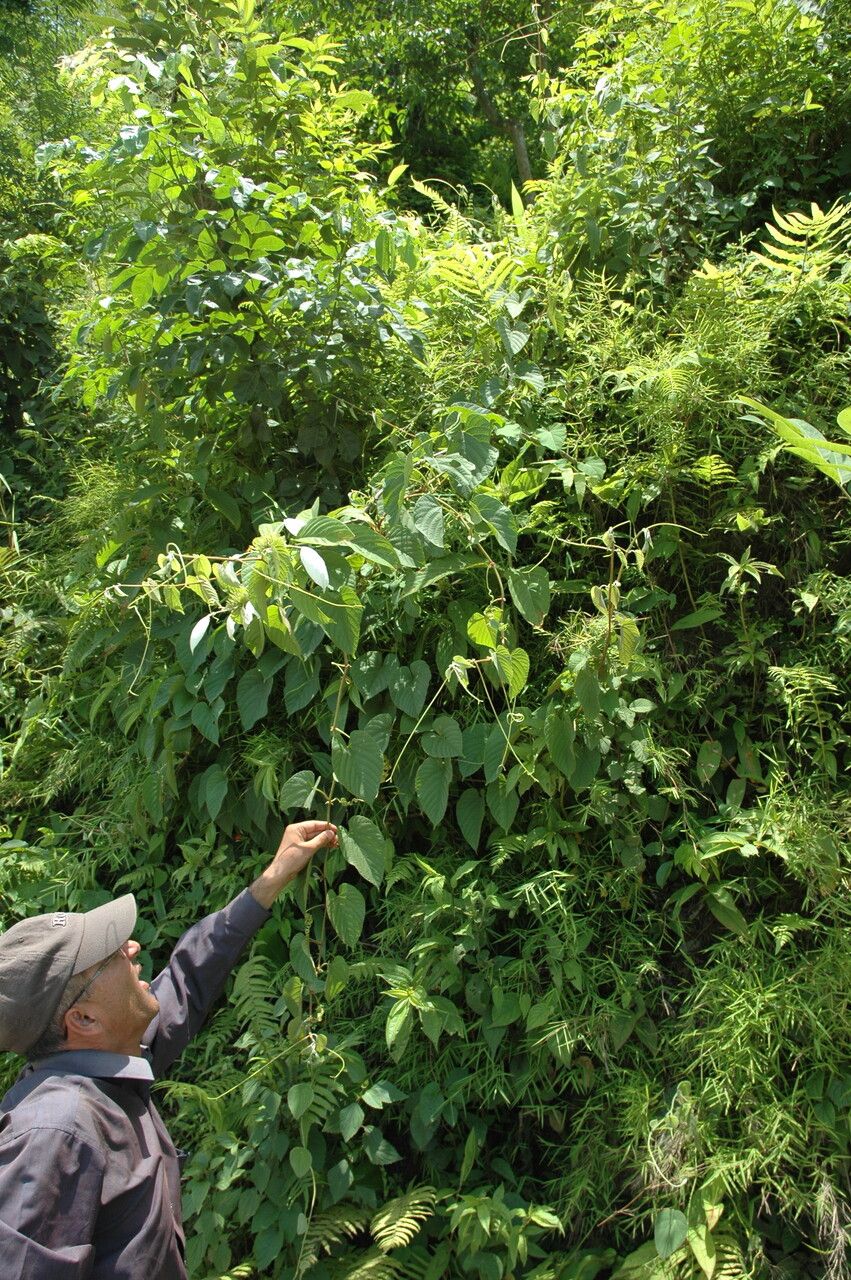 Cissus assamica other