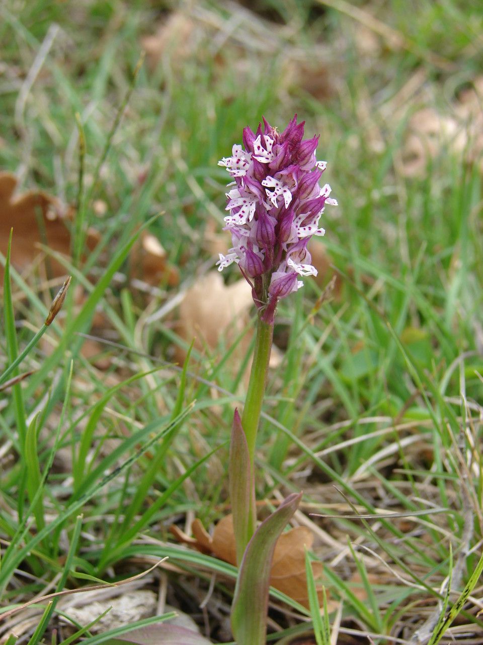 Neotinea x dietrichiana habit