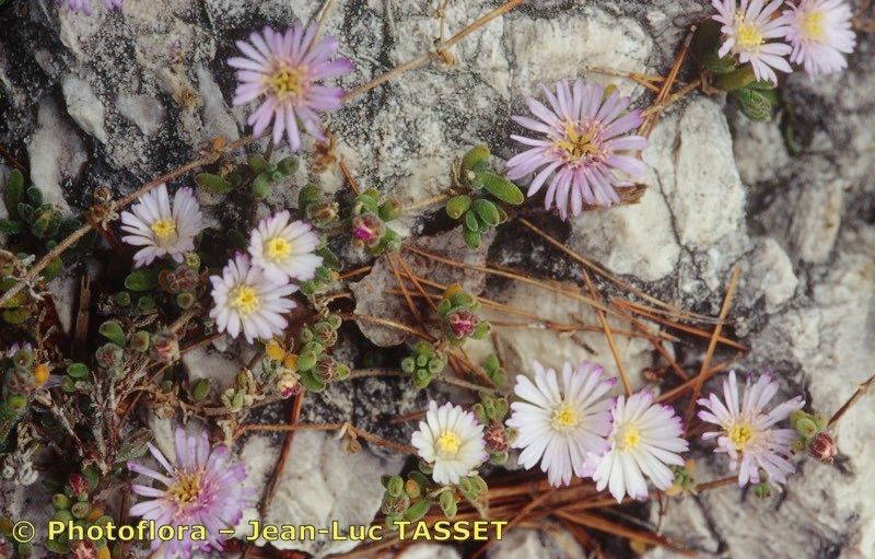 Drosanthemum candens flower