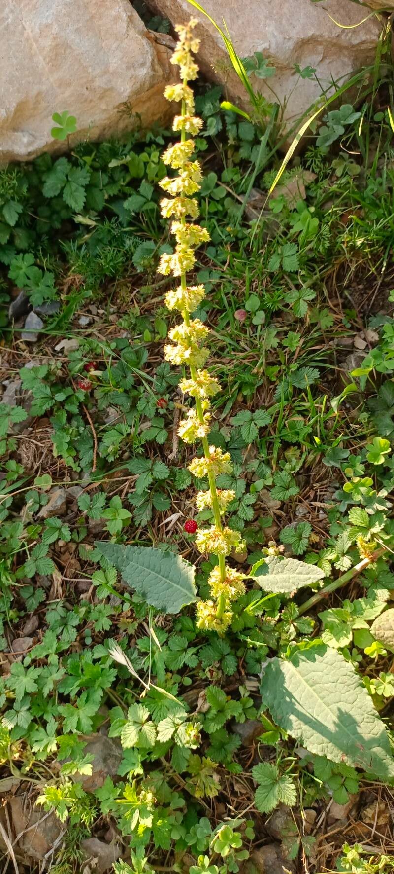 Rumex hastatus flower