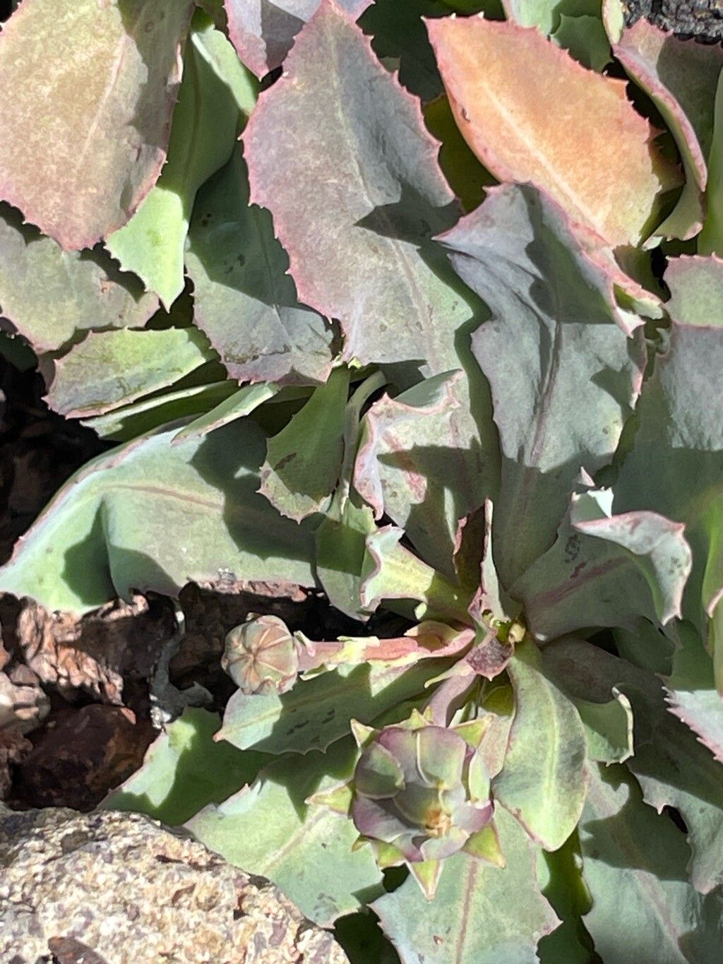 Reichardia famarae — related species from the same genus