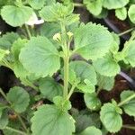 Chaenostoma cordatum