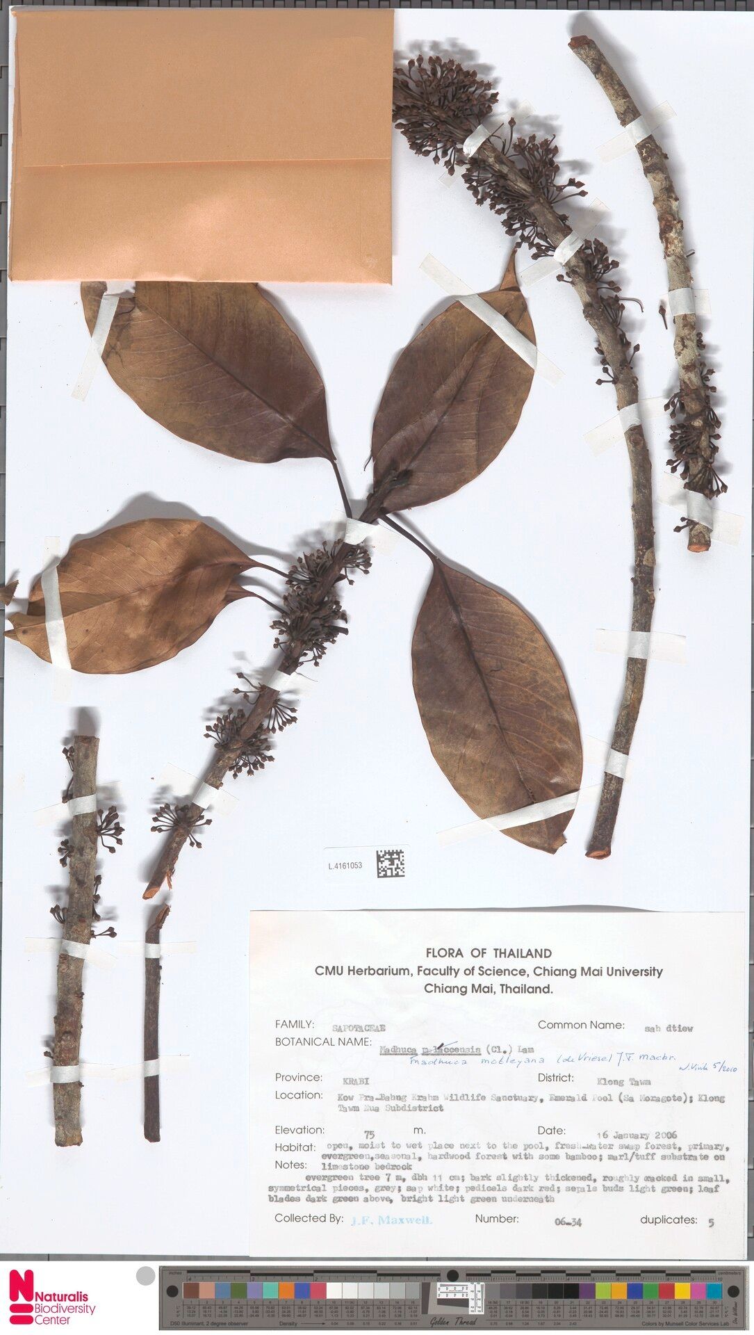 Madhuca motleyana — houseplant care guide