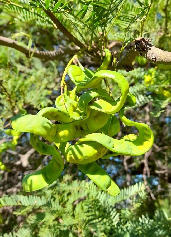 Prosopis alba fruit