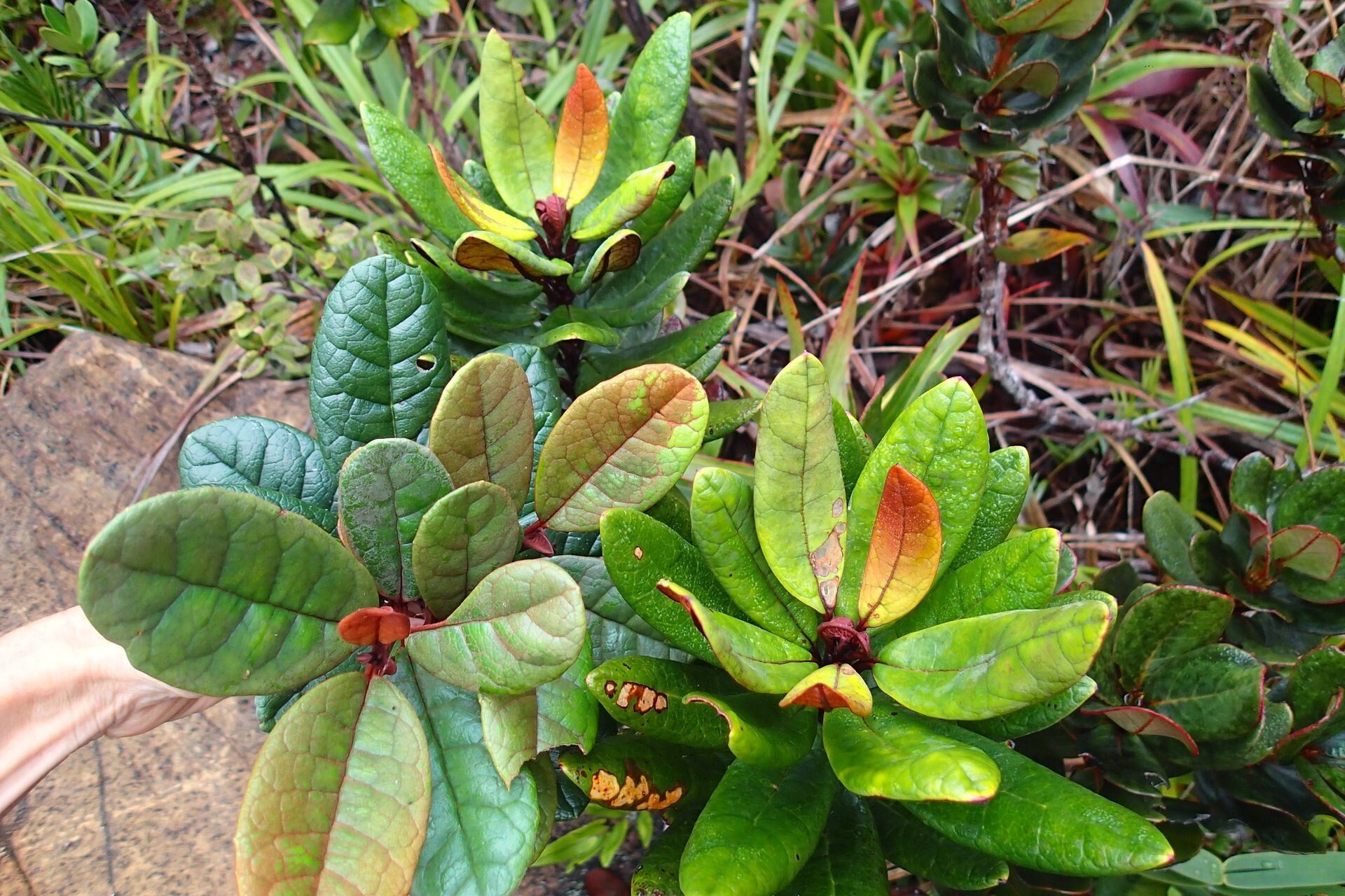 Argophyllum brevipetalum leaf