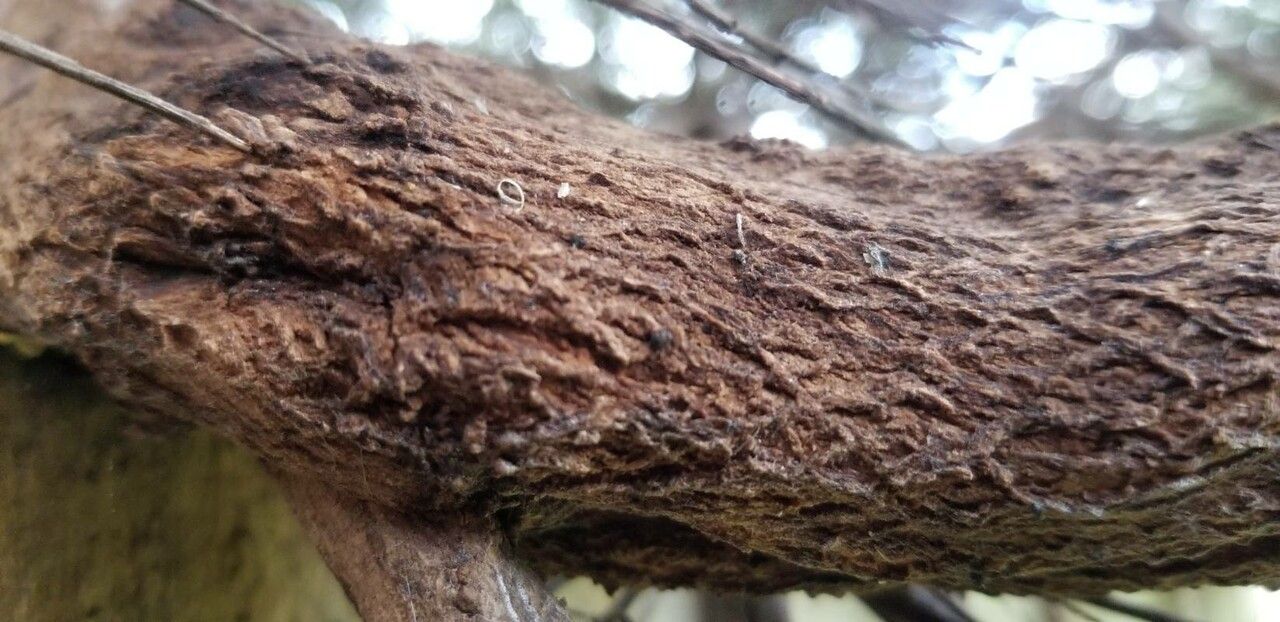 Westringia longifolia bark