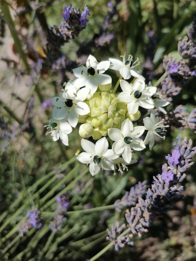 Ornithogalum saundersiae — search result for 'Ornithogalum'