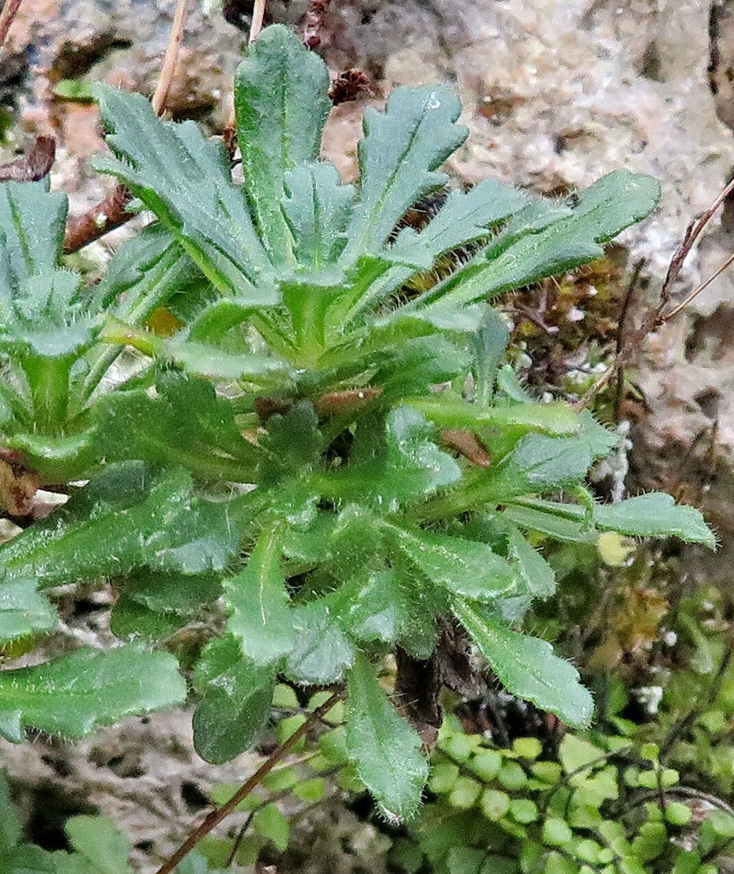 Buphthalmum speciosissimum leaf