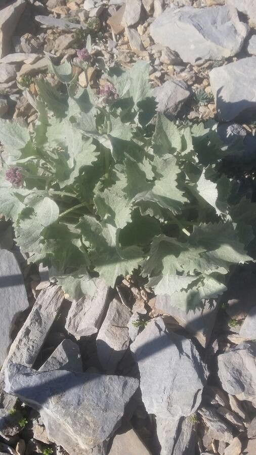 Adenostyles leucophylla leaf