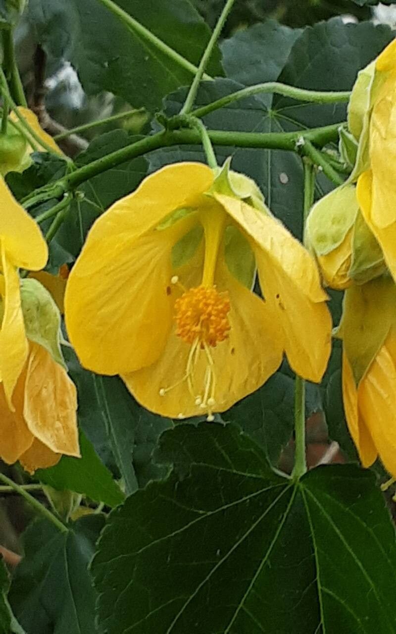Callianthe darwinii flower