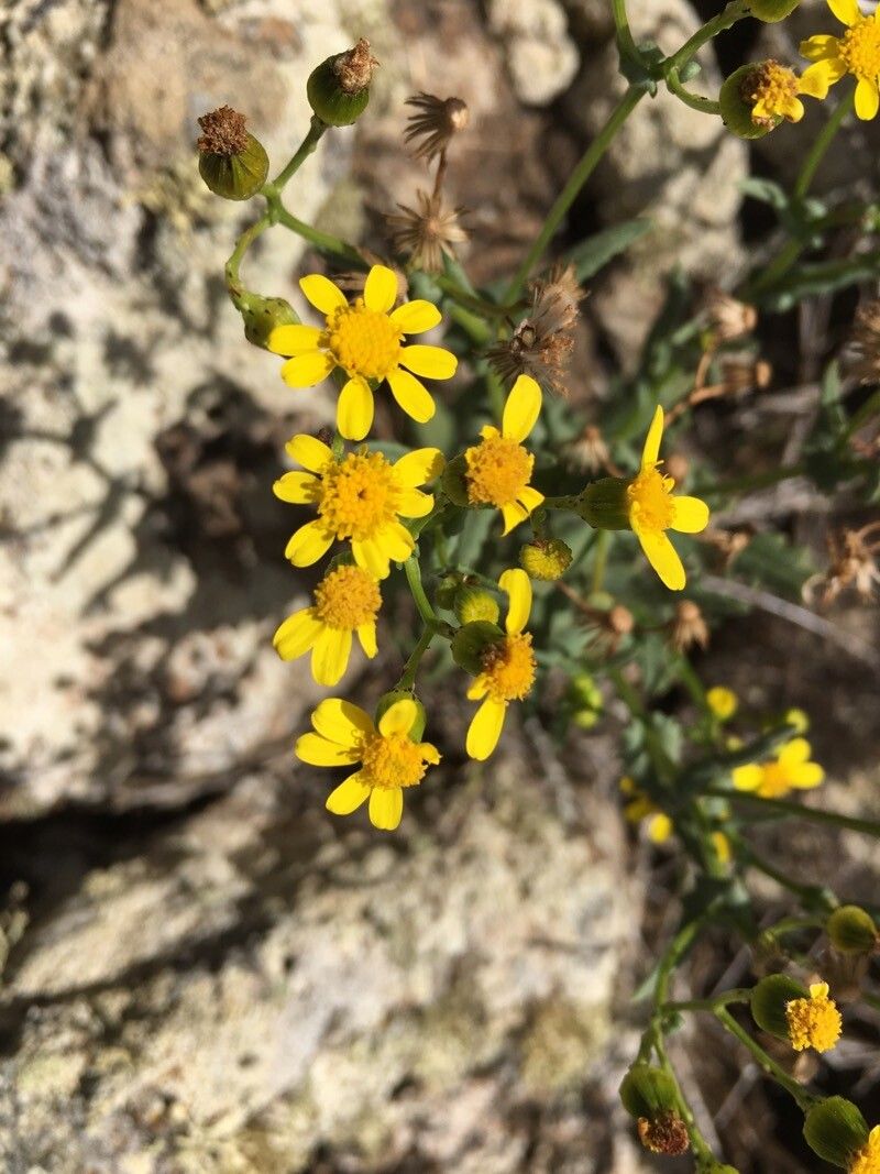 Senecio bollei flower