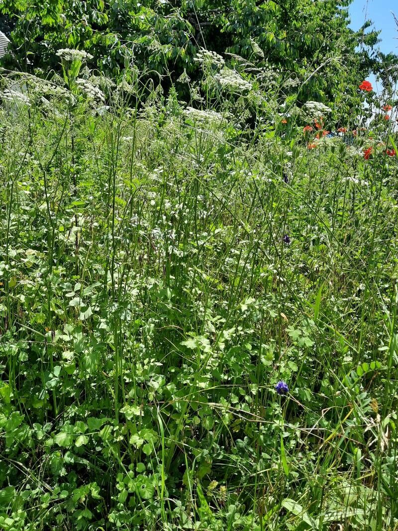 Pimpinella peregrina habit