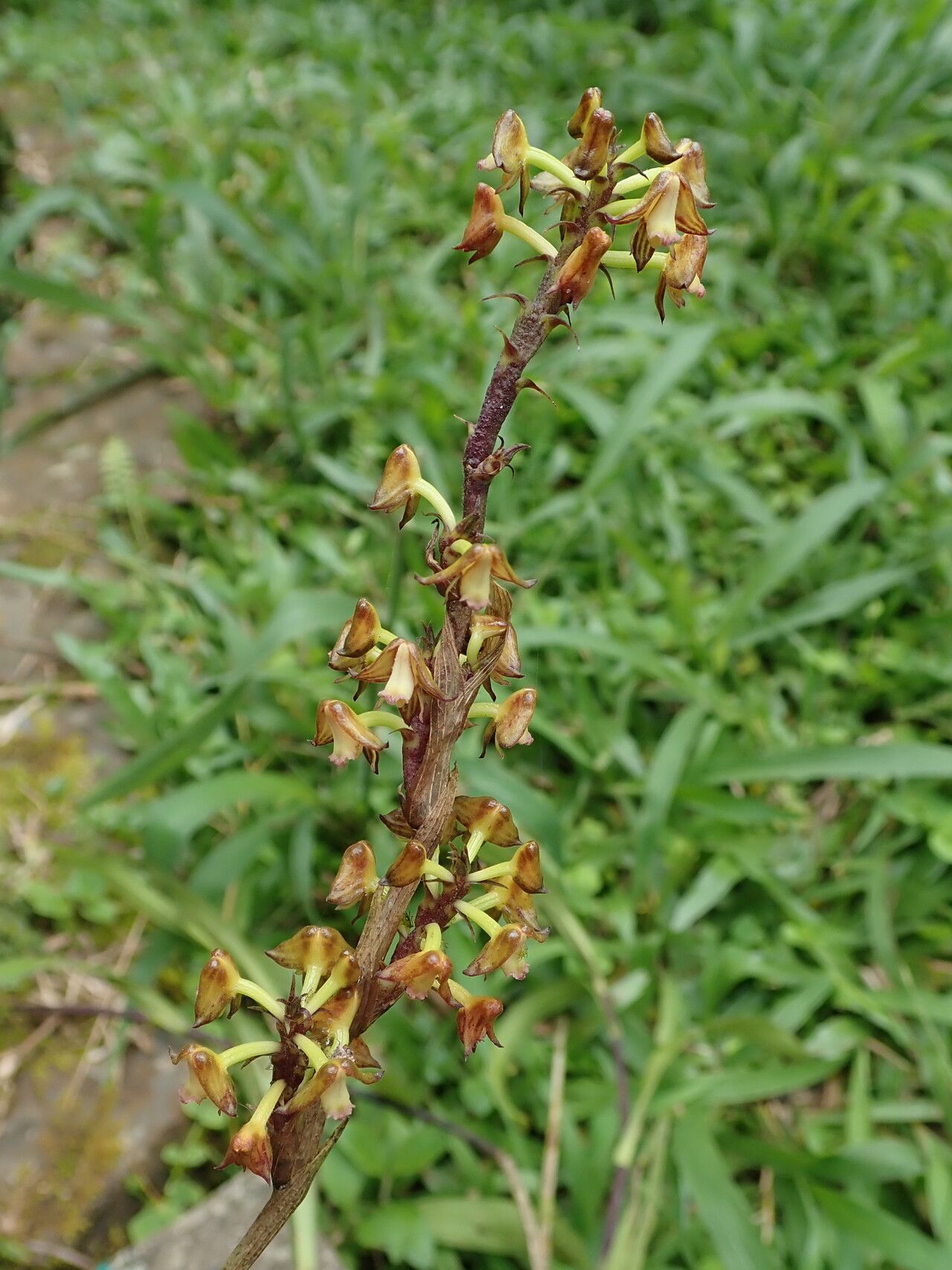 Polystachya mukandaensis flower