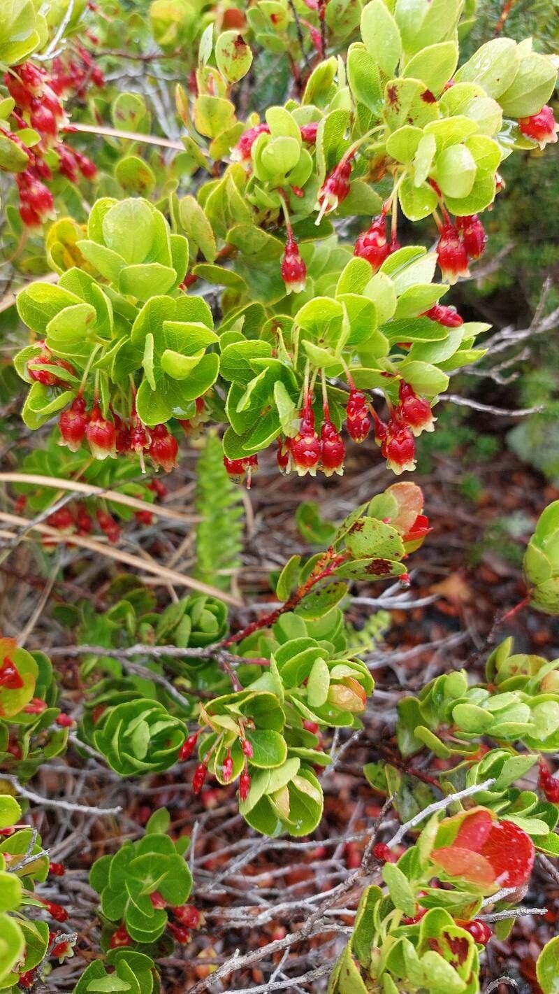 Vaccinium reticulatum flower