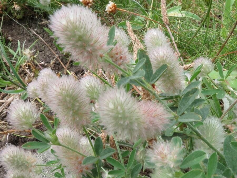 Trifolium arvense flower
