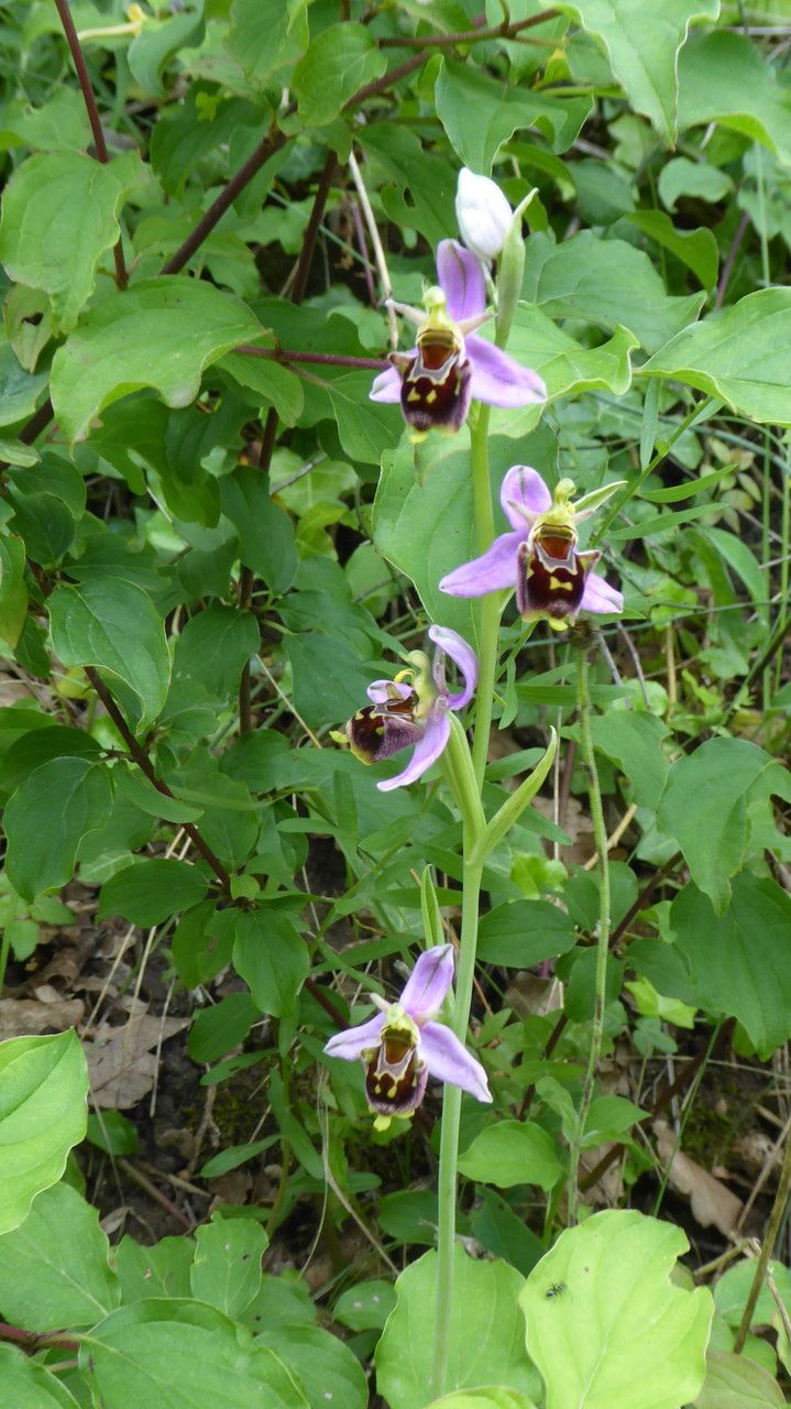 Ophrys x minuticauda habit