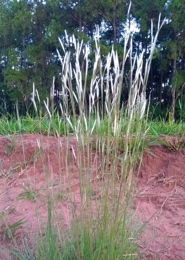 Andropogon leucostachyus — search result for 'Andropogon'