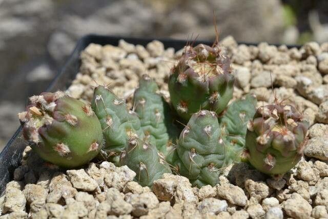 Maihueniopsis minuta — houseplant care guide