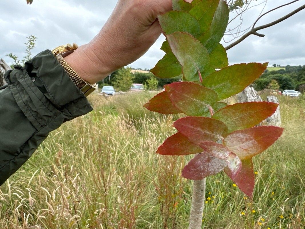 Eucalyptus crenulata — search result for 'Eucalyptus'
