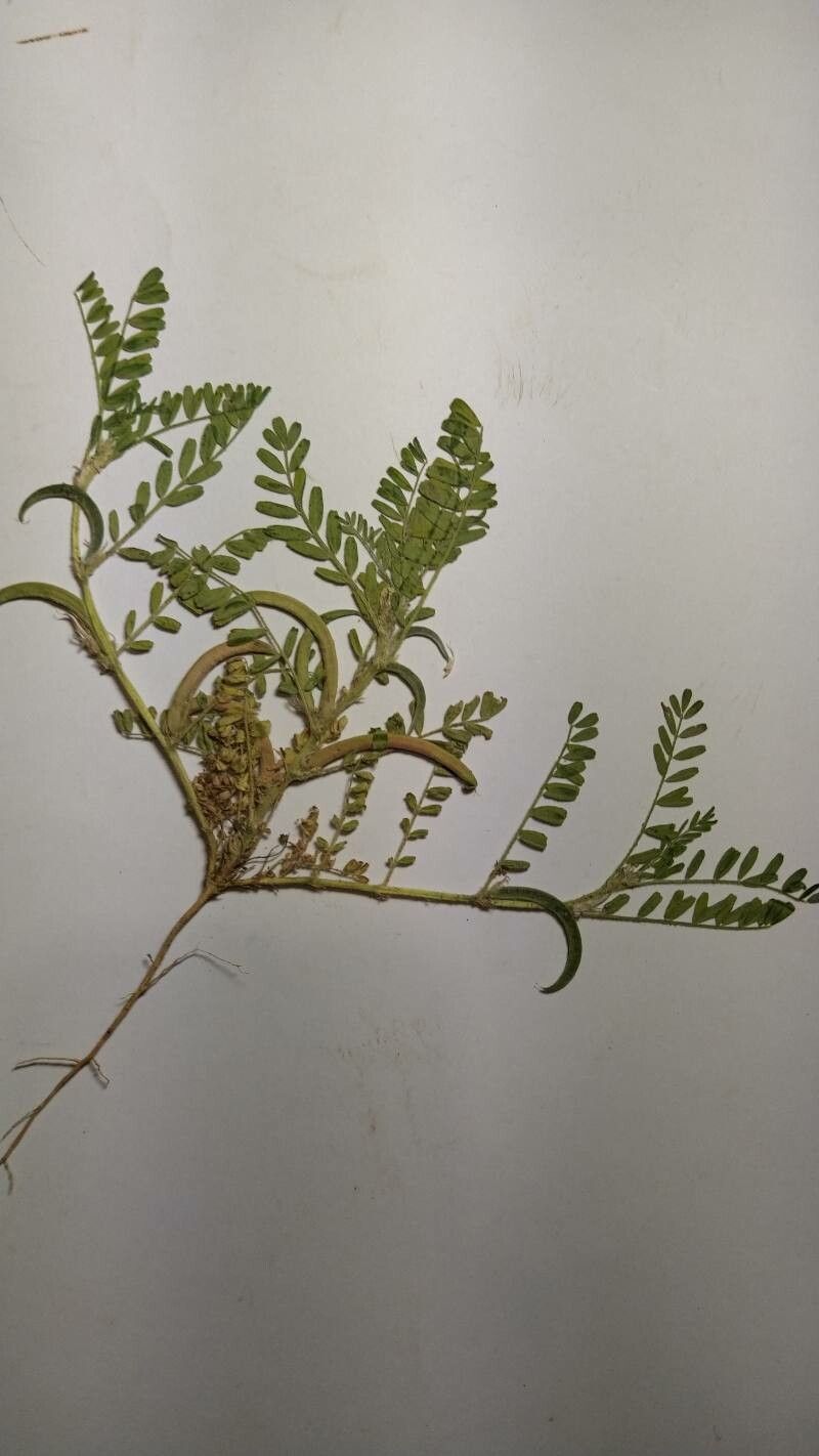 Astragalus scorpioides — houseplant care guide