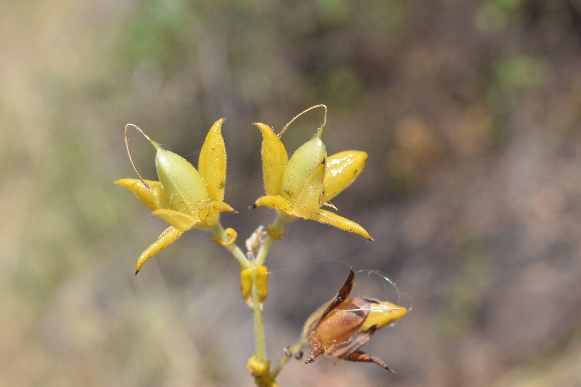 Crotalaria pulchra flower