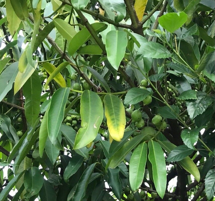 Garcinia xishuanbannaensis — houseplant care guide