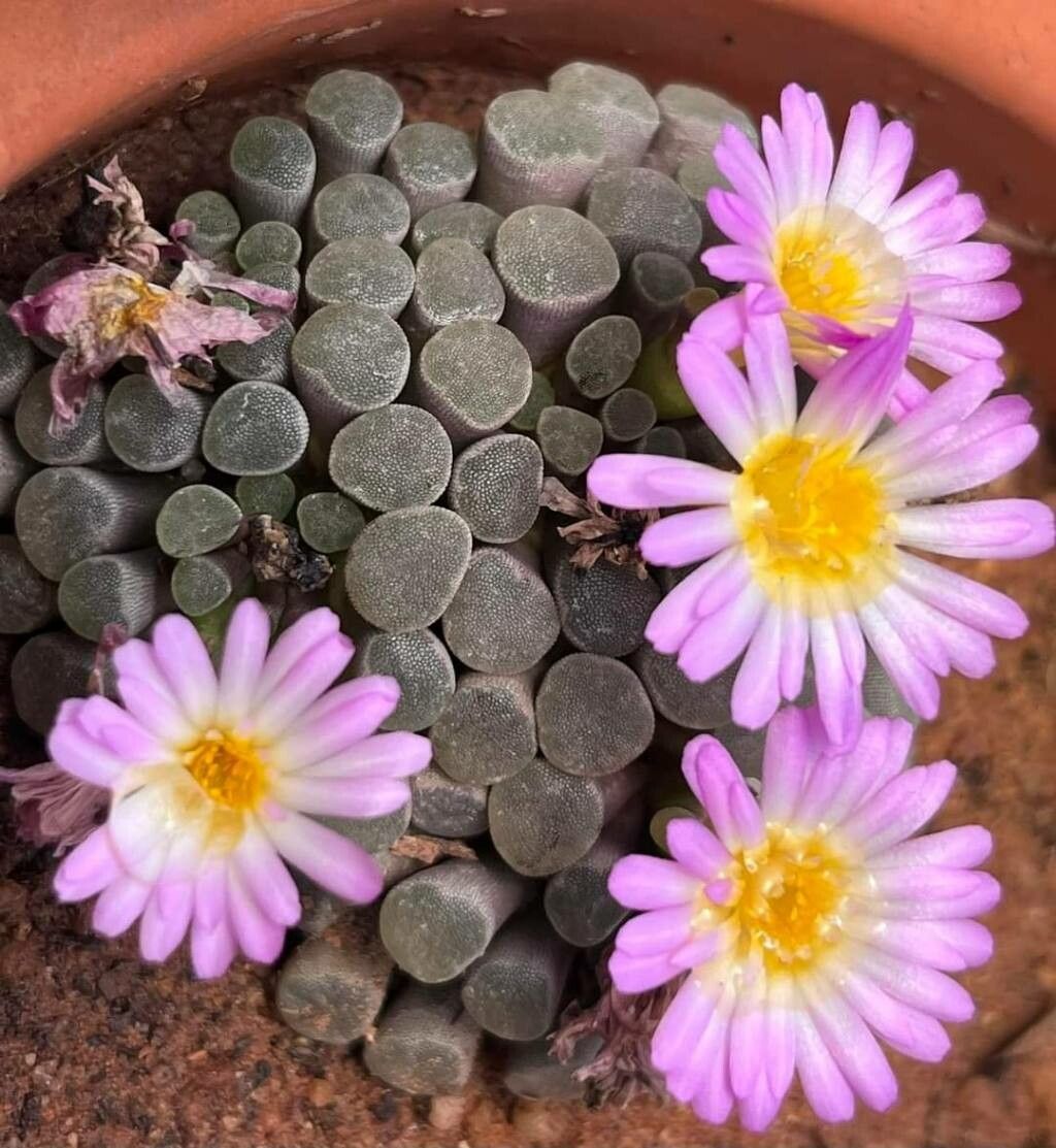 Frithia humilis — related species from the same genus
