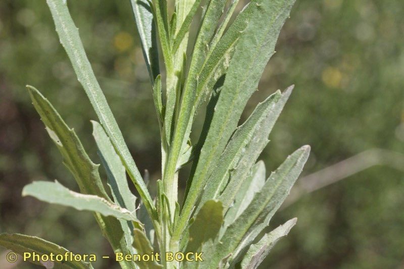 Erysimum incanum bark