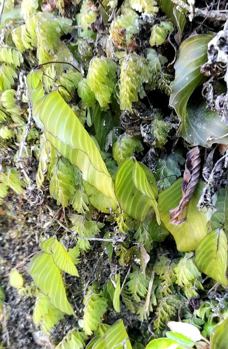 Hymenophyllum cruentum habit