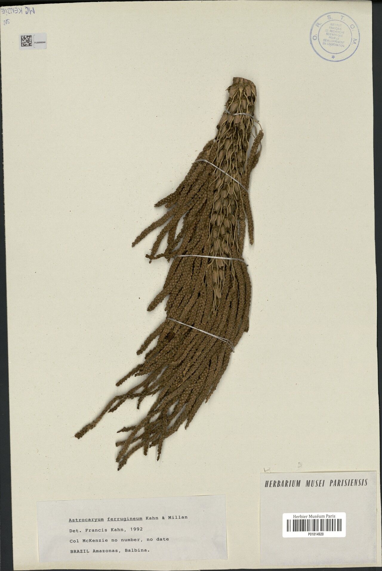 Astrocaryum ferrugineum fruit