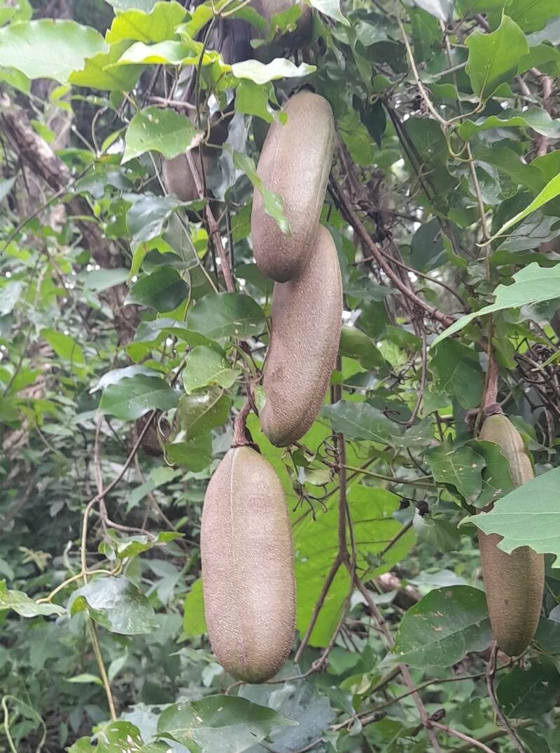 Dolichandra quadrivalvis fruit