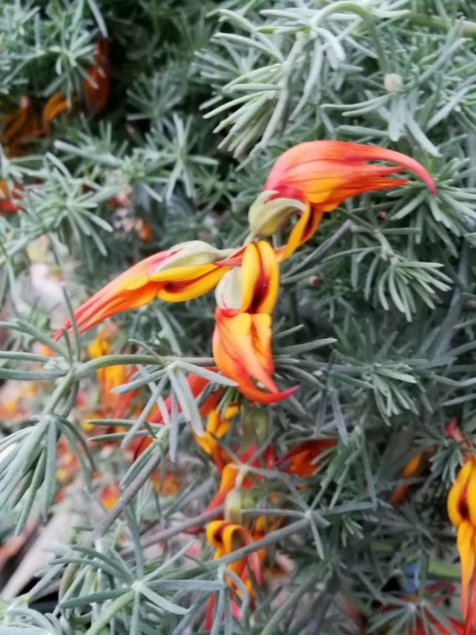 Lotus berthelotii flower