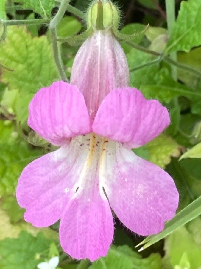 Rehmannia elata flower