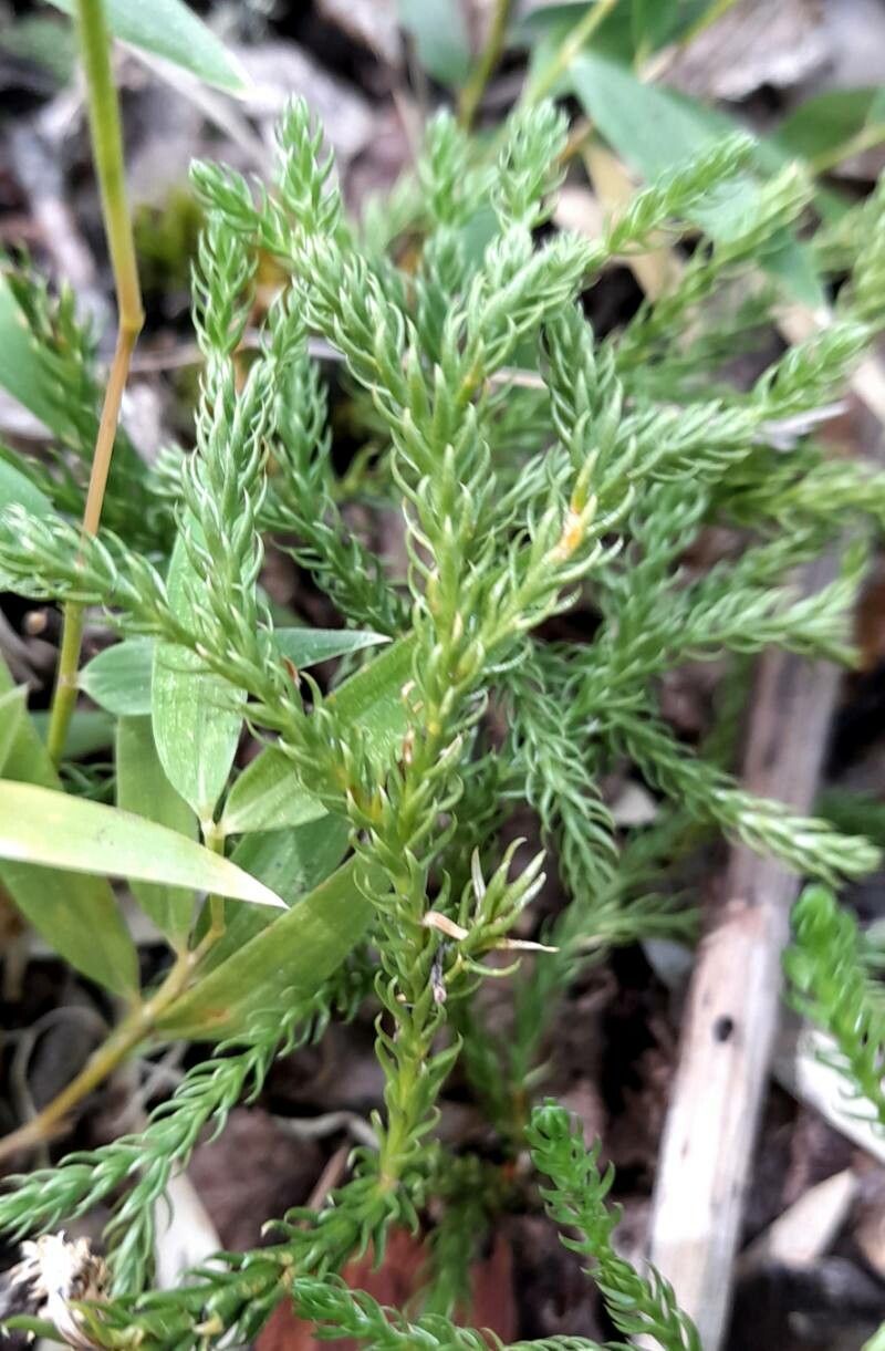 Lycopodium paniculatum — search result for 'Lycopodium'