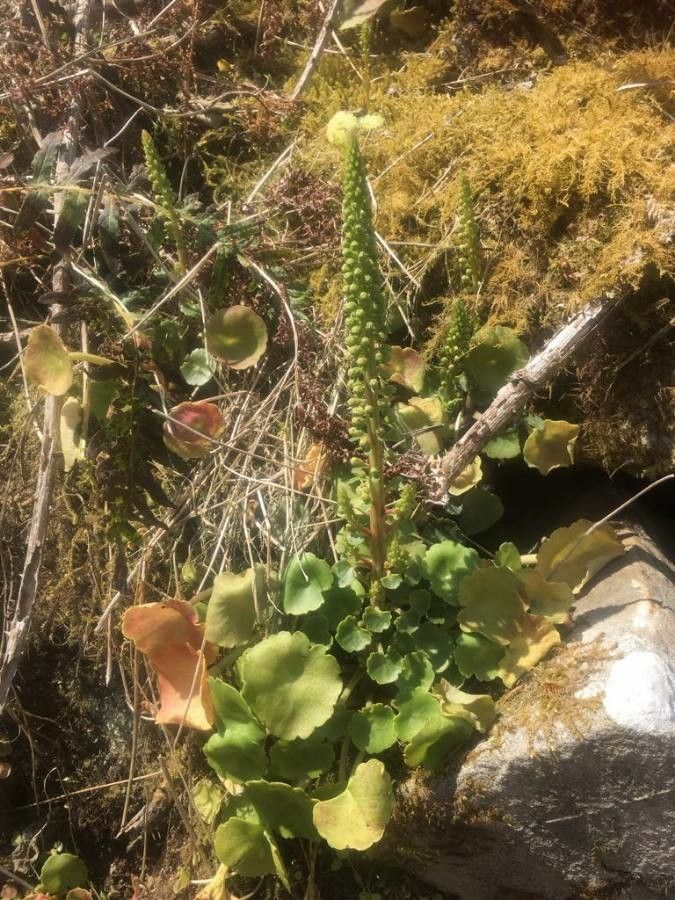Hydrocotyle ranunculoides habit