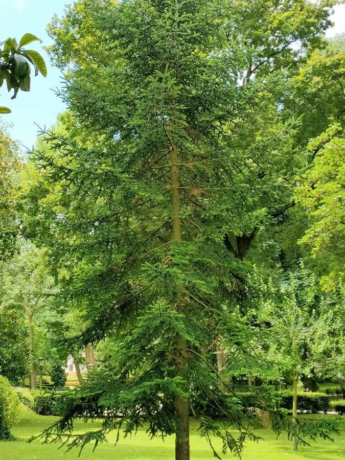 Abies alba x Abies nordmanniana