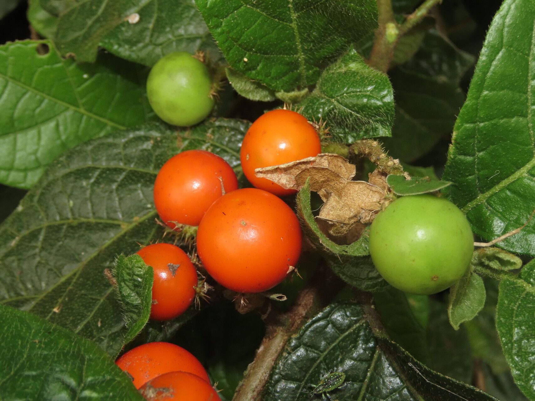 Solanum aturense fruit