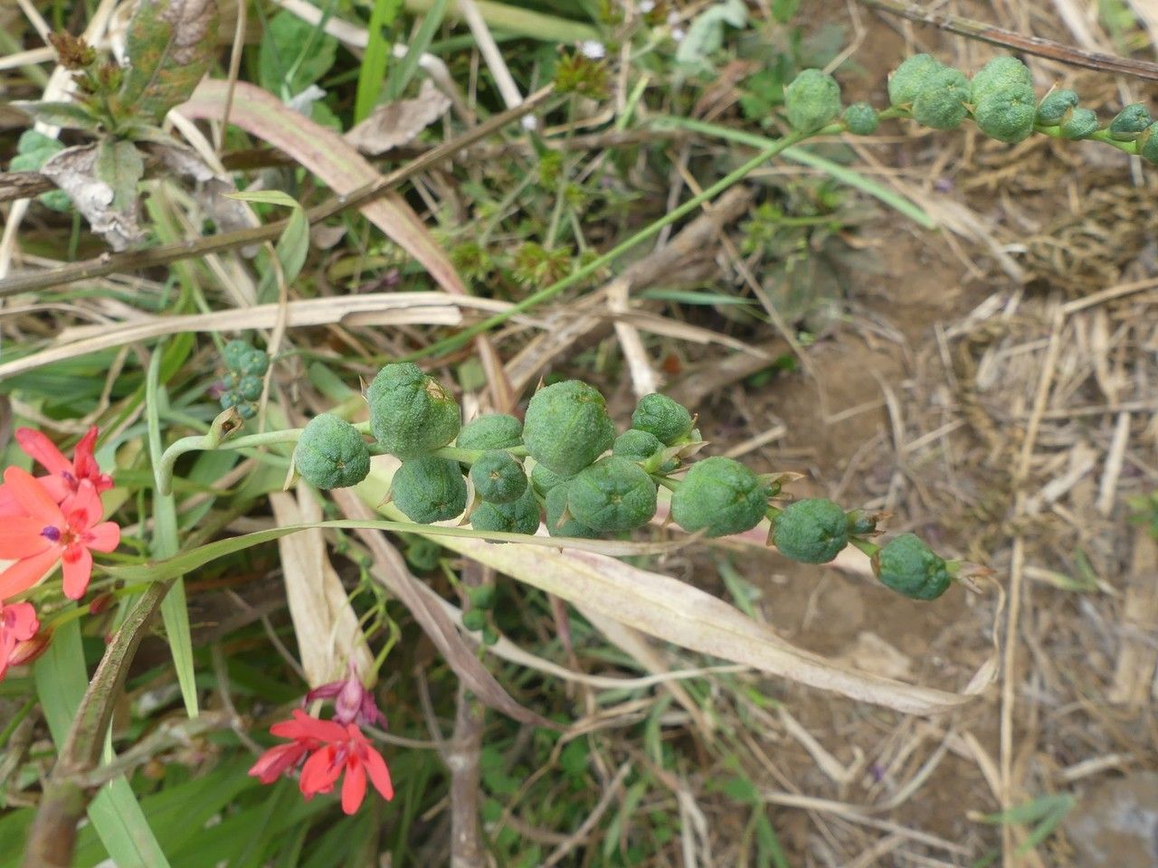 Anomatheca laxa fruit