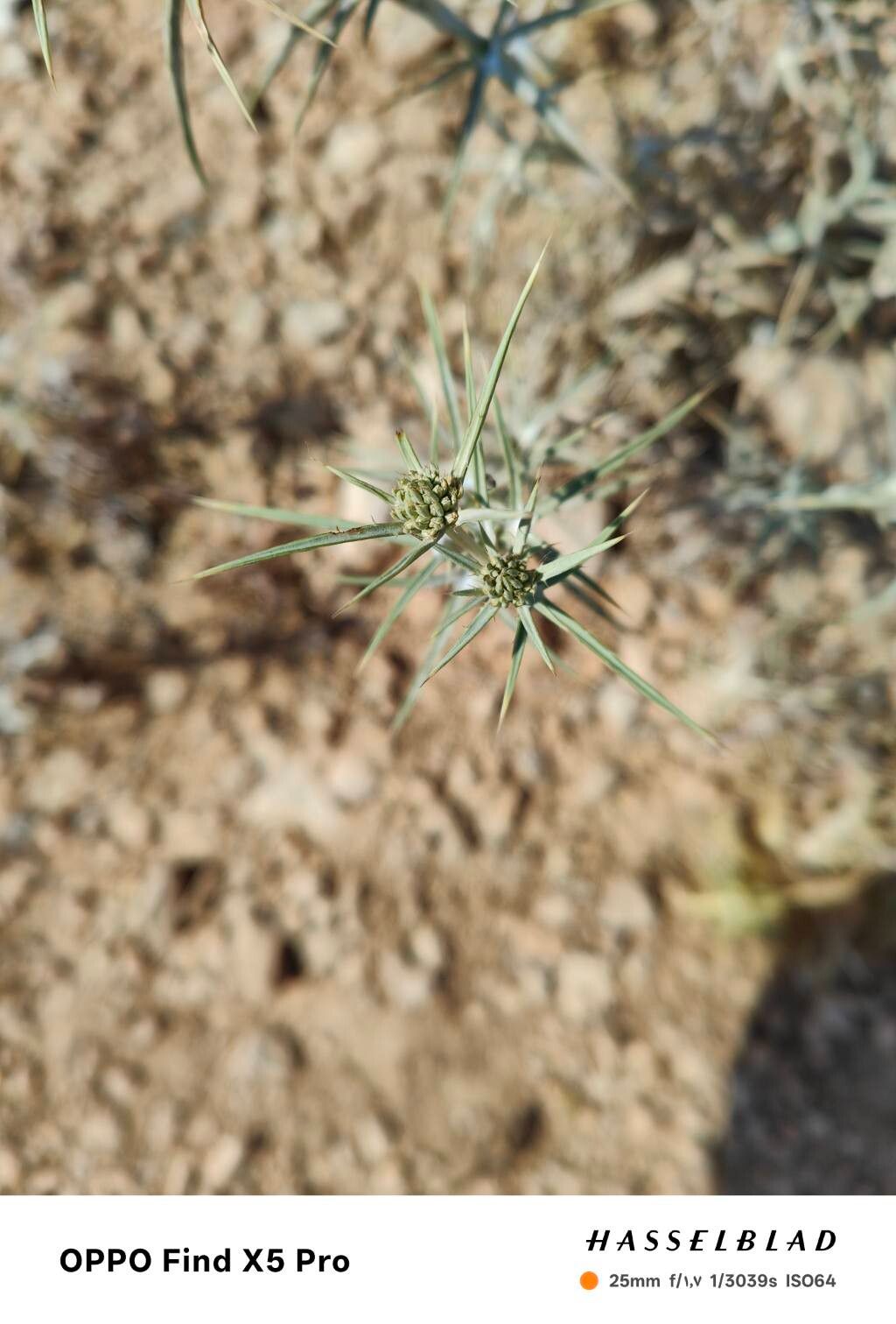 Eryngium glaciale fruit