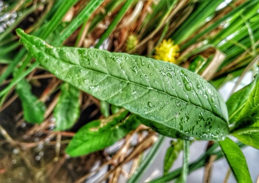 Lysimachia thyrsiflora — search result for 'Lysimachia'